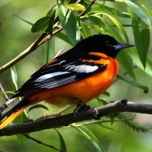 Meet your Posher, Rosie